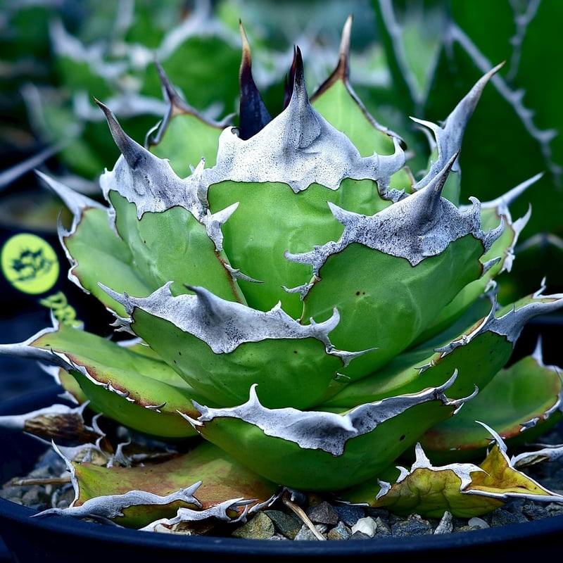 1.アガベキングアーサー毒刺発根済み子株