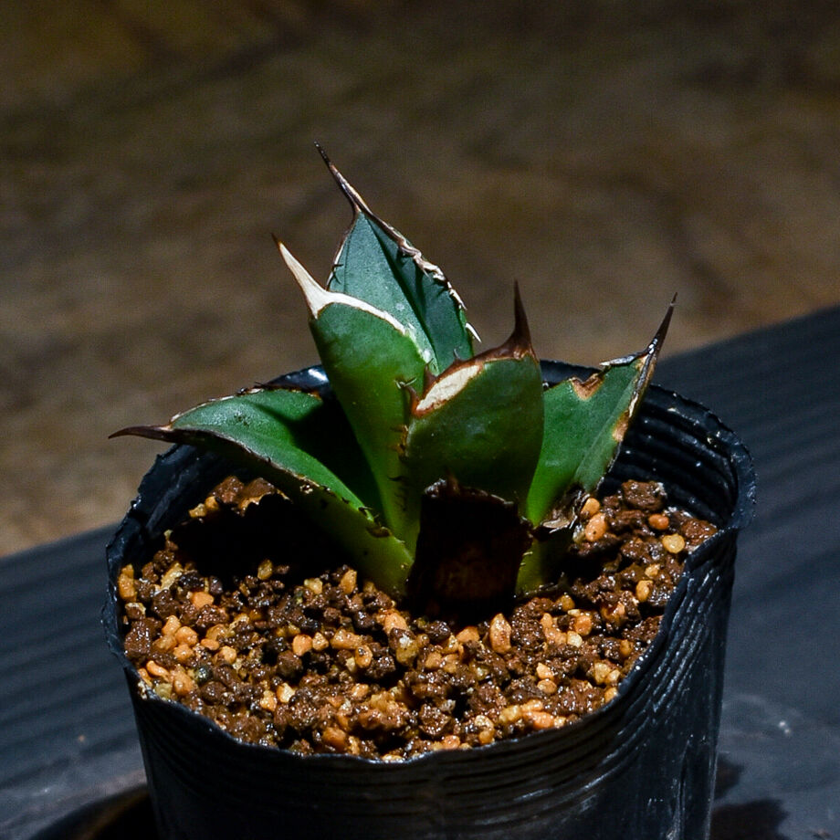 アガベ　チタノタ　6株セット　烈炎　シーザー　黒火焔　オアハカ　ドワーフ×2 アガベ チタノタ 6株セット 烈炎 シーザー 黒火焔 オアハカ