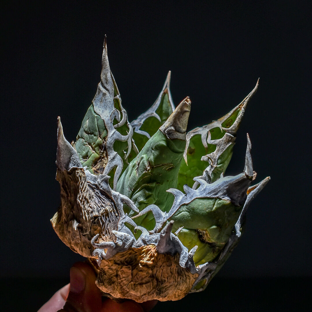 アガベ オアハカ 