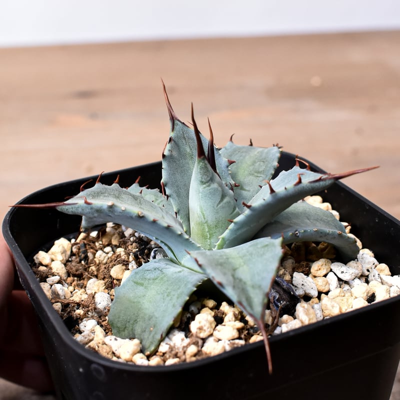 アガベ ハイブリット （パラサナ、イシスメンシス）× 曙光【台湾