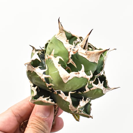 【5CLAW】アガベ チタノタ 精品南アフリカダイヤモンド  "精品SAD" 【台湾 dragon agave産/中株/抜き苗】RFDG25010974