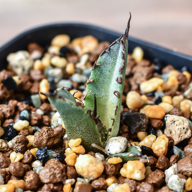 アガベ チタノタ 