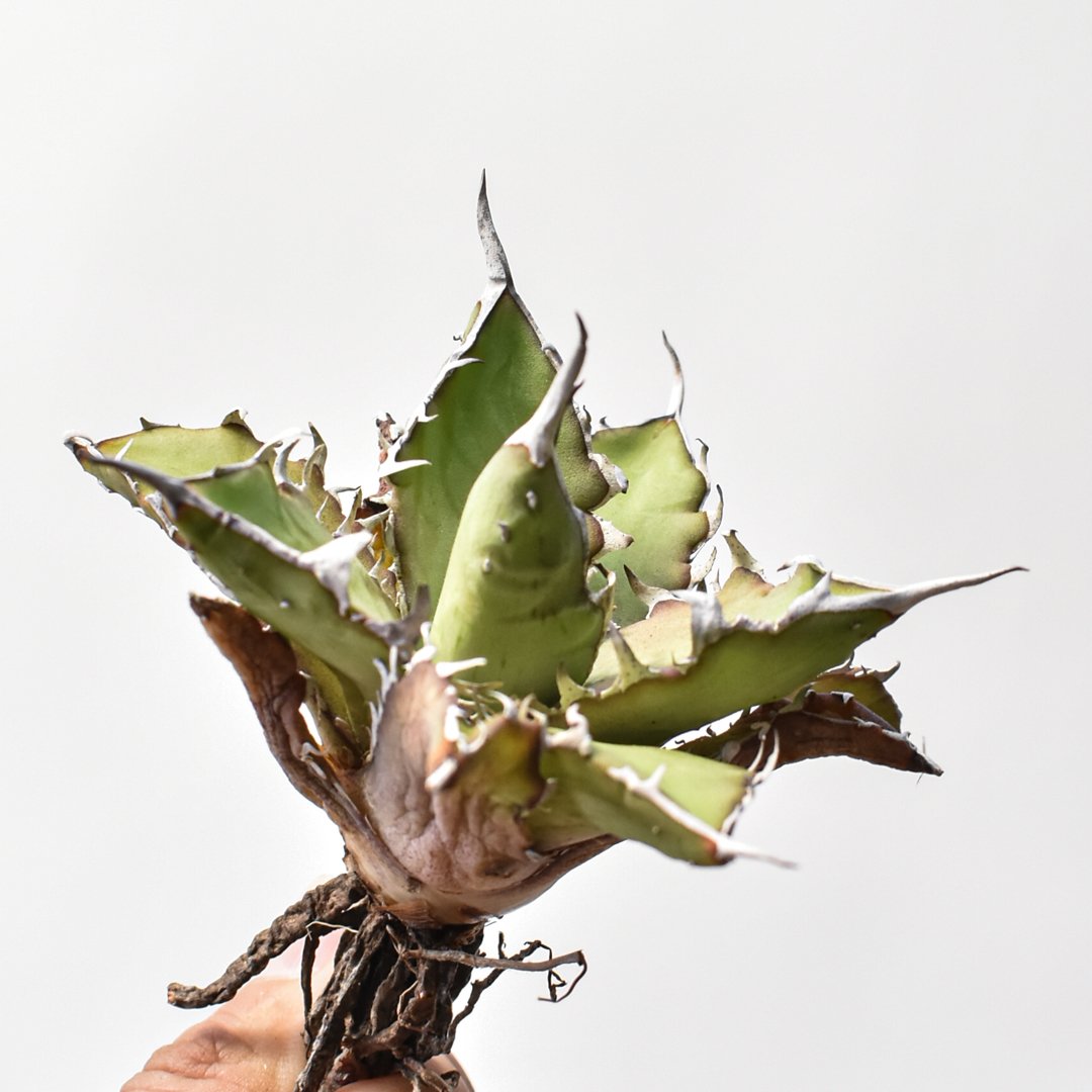 アガベ ハイブリット 