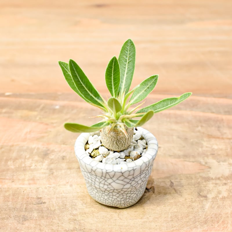 【むぎ】パキポディウムセット WACK” ON YOUR SIDE】パキポディウム マカイエンセ実生 WACK-A020