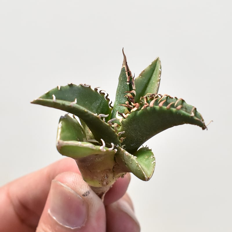 アガベ チタノタ 