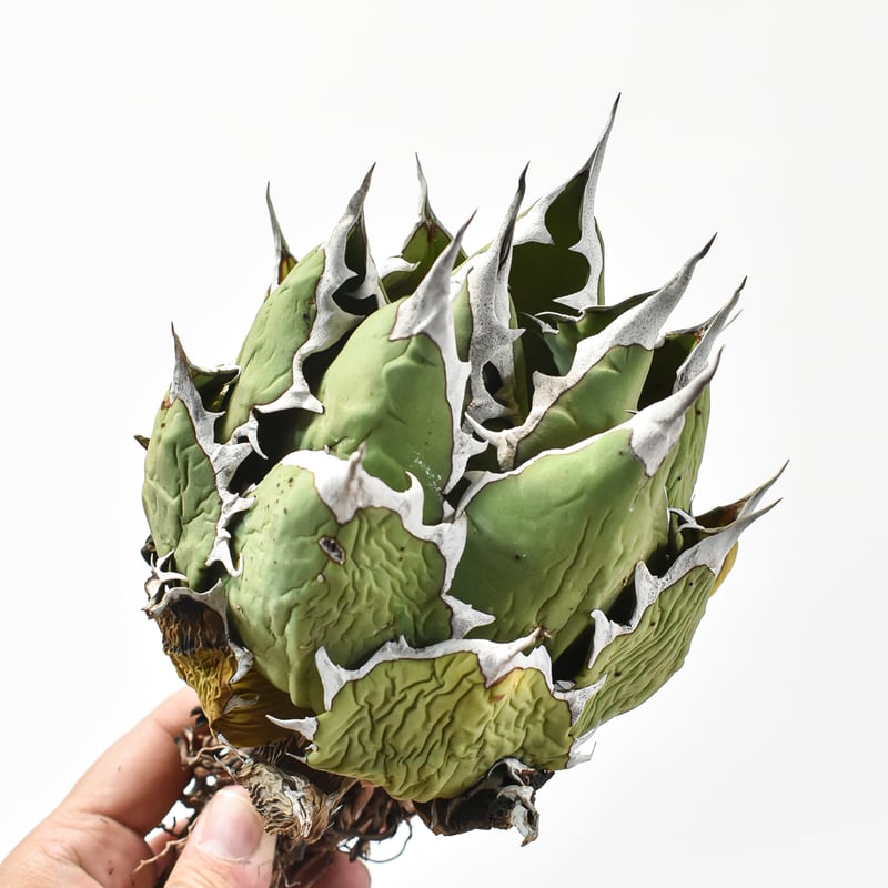 アガベ チタノタ ドワーフ /  