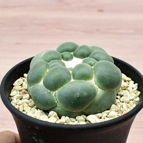 コリファンタ 刺無象牙丸 【カキ仔】RFHK-301
