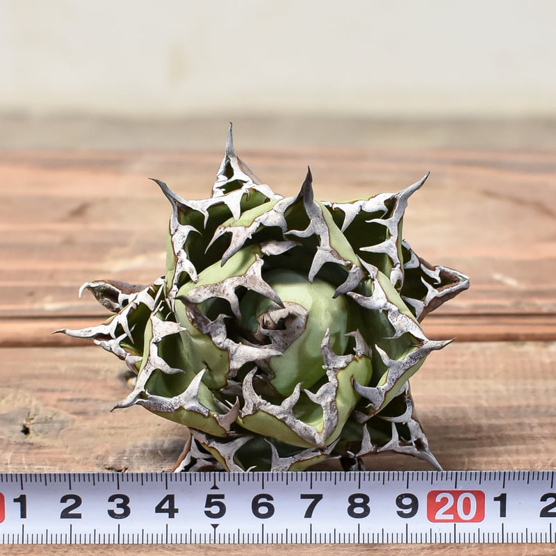 アガベ チタノタ 