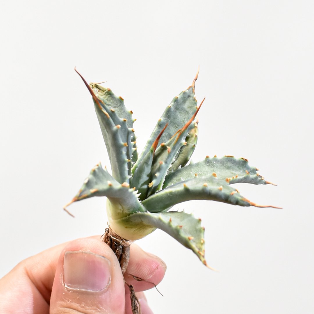 agave hybrid アガベ ハイブリッド 曙光×妖炎 土田制所 ハイブリッド