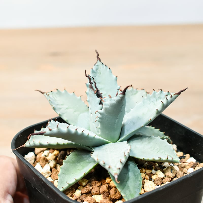 アガベ ハイブリット 雲虎甲蟹×象牙妖炎(モコイシス×陽炎エボリ