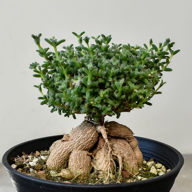 レア古株大株‼️多肉植物 トリコディアデマ・ブルボスム 姫紅小松 抜き苗２ レア古株大株‼️多肉植物 トリコディアデマ・ブルボスム 姫紅小松 抜き苗