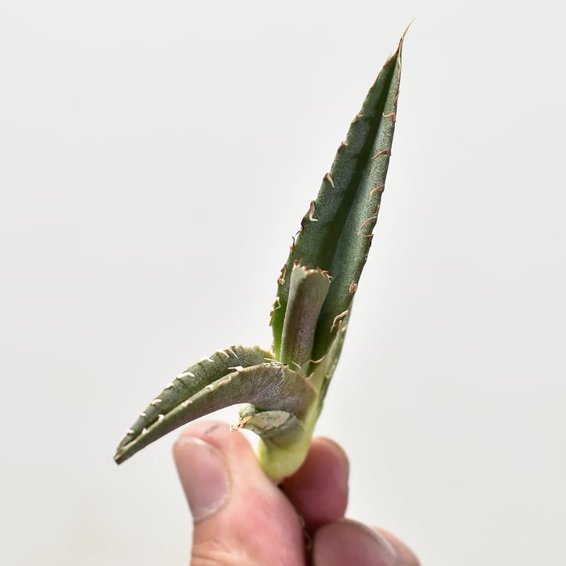 アガベ チタノタ チーター 