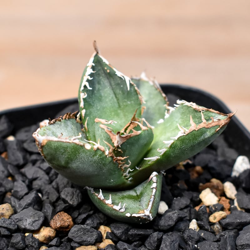 アガベ チタノタ Shi-hao 