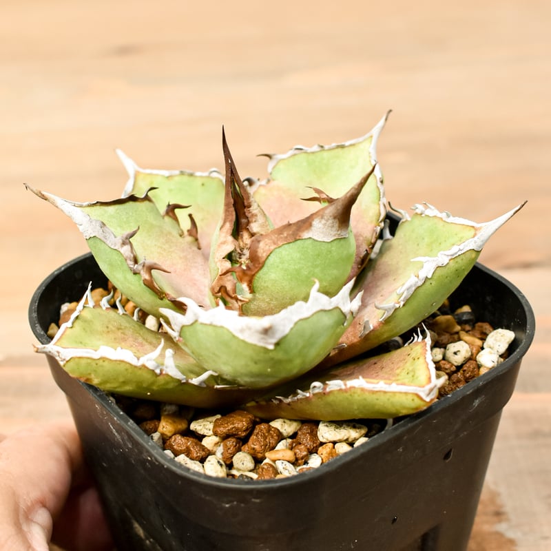 アガベ チタノタ シャークソード 