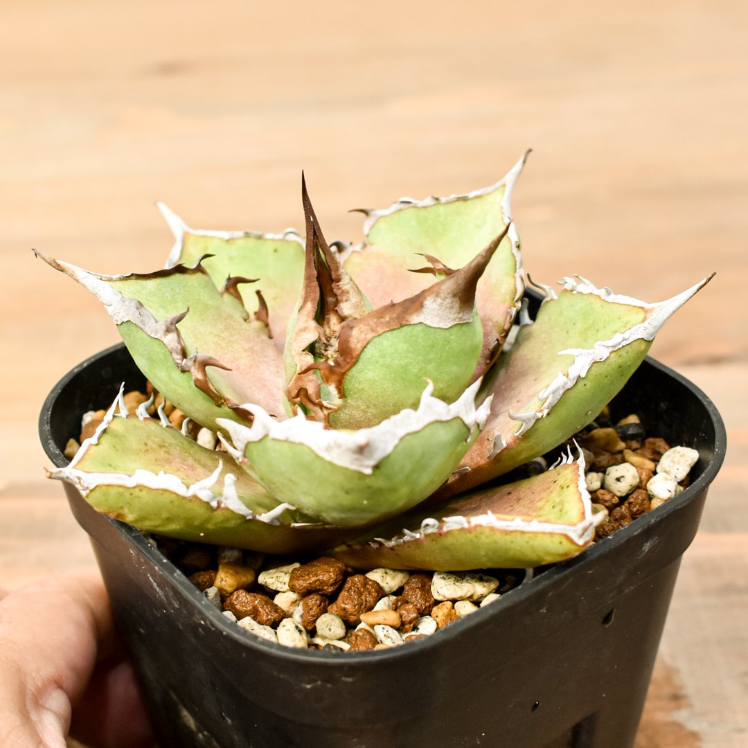 アガベ チタノタ シャークソード 