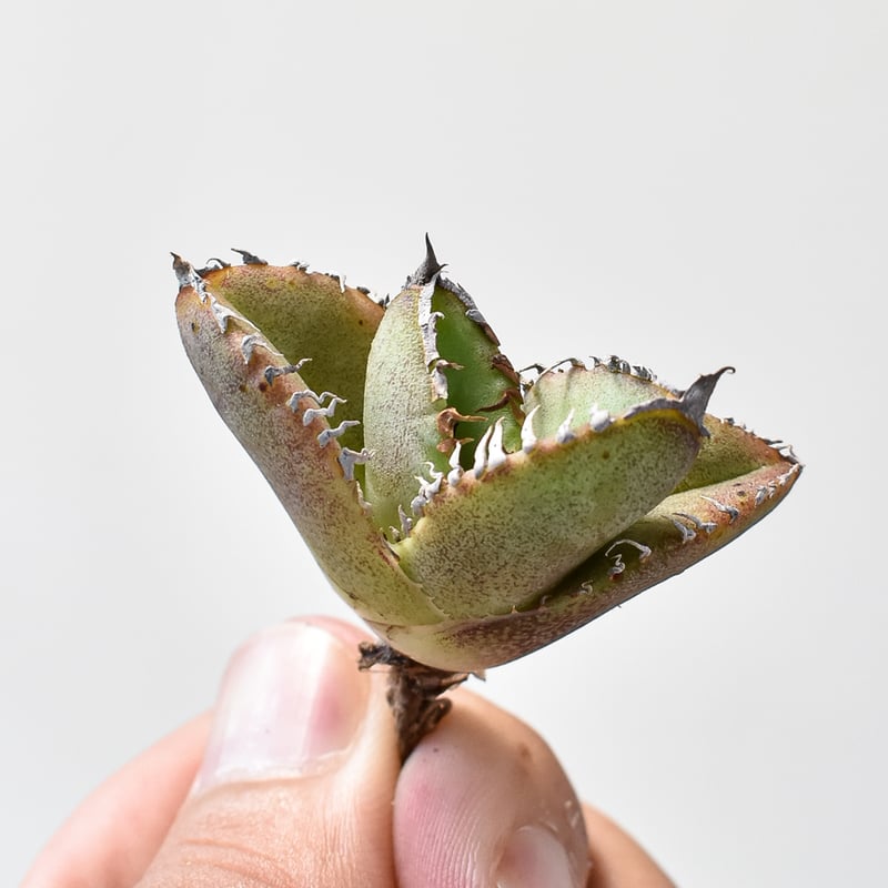アガベ　チタノタ　星空　子株 Agave titanota