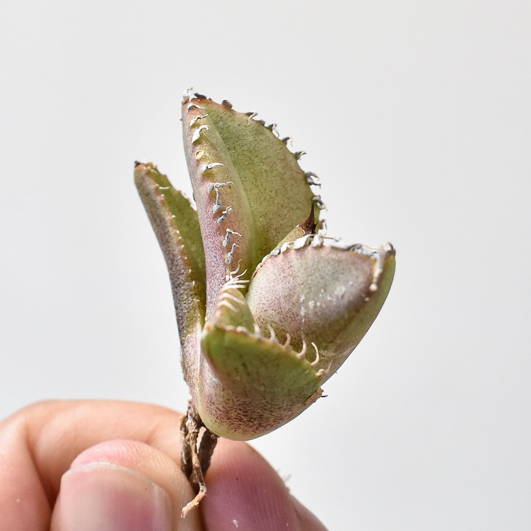 Z4 アガベ チタノタ 星空 子株 🌿Agave titanota '星空' ①