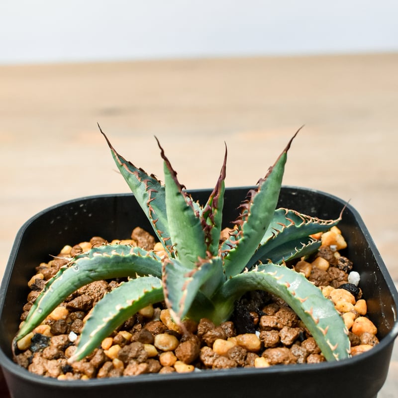 アガベ　エボリスピナ　「コレクション株」特大 アガベ エボリスピナ 「コレクション株」特大