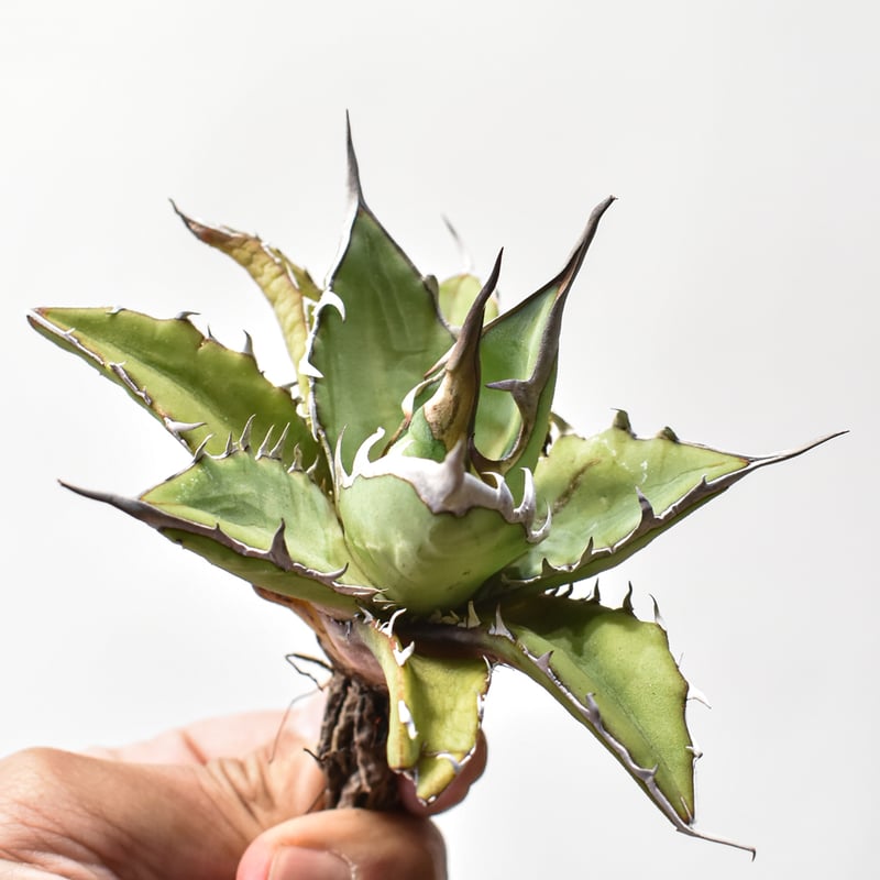 アガベ ハイブリット 