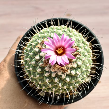 ストロンボカクタス "赤花菊水" 【実生】 RFHK-374