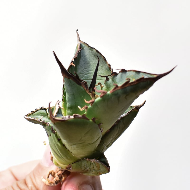 アガベ オテロイ 