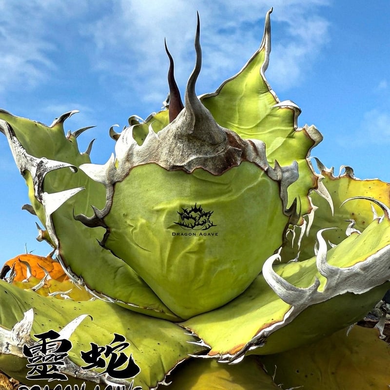 国内初リリース】アガベ チタノタ 