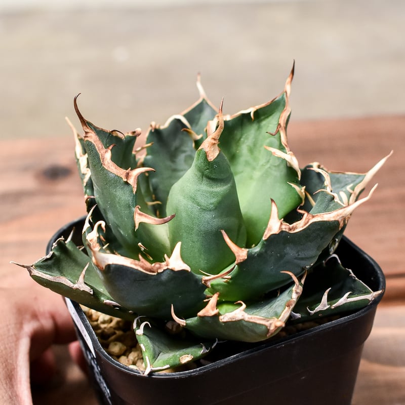 アガベ チタノタ 