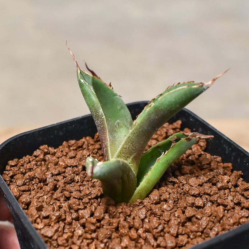 アガベ チタノタ ハデス 中株 陽炎　出すか迷った株 アガベ チタノタ ハデス 中株 陽炎 出すか迷った株