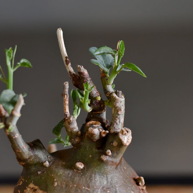 アデニアスピノーサ【人気急上昇！！希少なこんもり株を厳選して