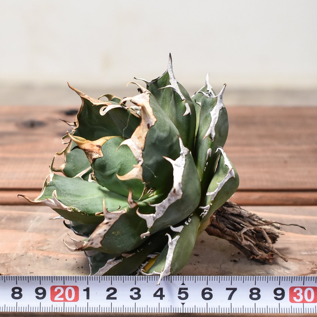 強うねり刺】アガベチタノタ中株発根活着済み