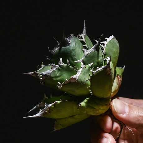 アガベ チタノタ  フェニックス "鳳凰"　（抜き苗販売）RF221013