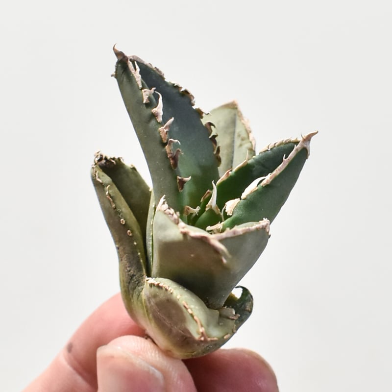 アガベ チタノタ 