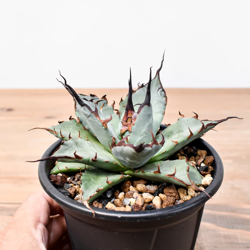 アガベ ハイブリット 象牙妖炎×黑帝斯 / エボリスピナ×ハデス 