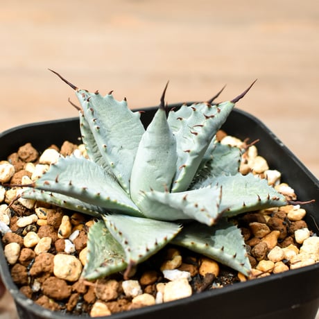 アガベ ハイブリット 日系イシスメンシス×象牙妖炎（陽炎エボリ）【台湾botanical_seeker産】RF25011389