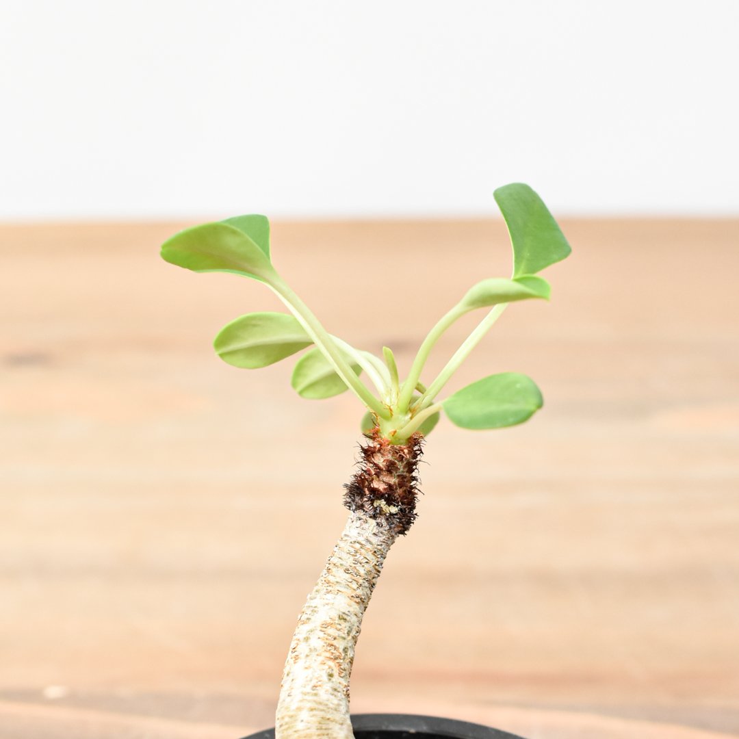 【希少】ユーフォルビア　ラメナ ユーフォルビア ラメナ | GREEN LUCK