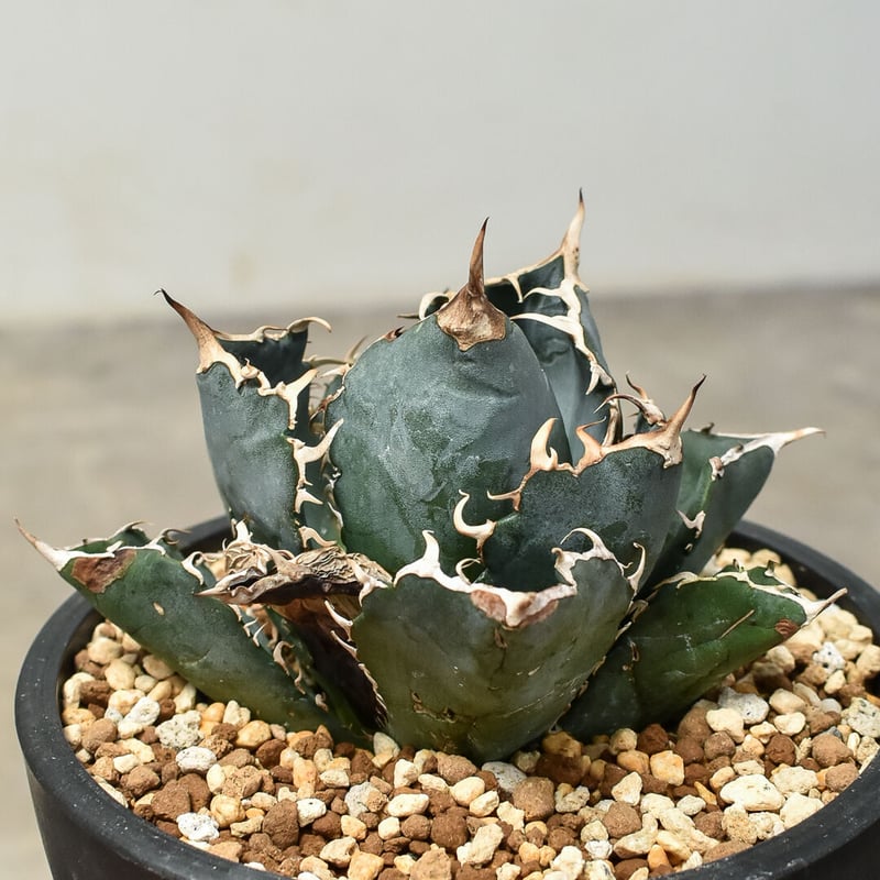 アガベ　チタノタ　白鯨 アガベ・チタノタ白鯨（縞斑）中-002｜agave titanota white whale