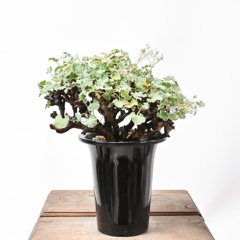 大株 ペラルゴニウム ミラビレ 発根済み 【公式通販】