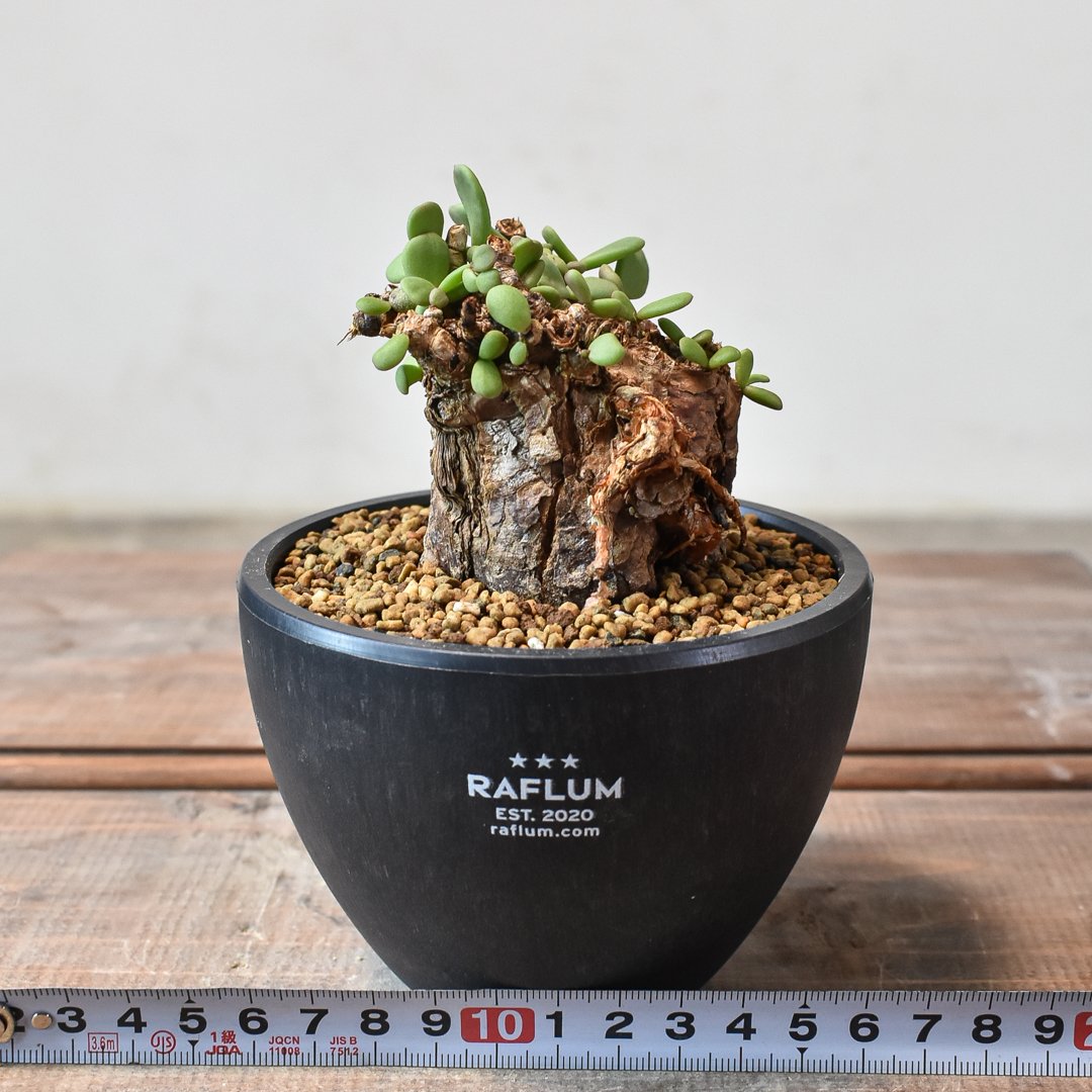 ケラリア ピグマエア 【発根済】F GM2402435(T) | RAFLUM / ラフラム｜ 