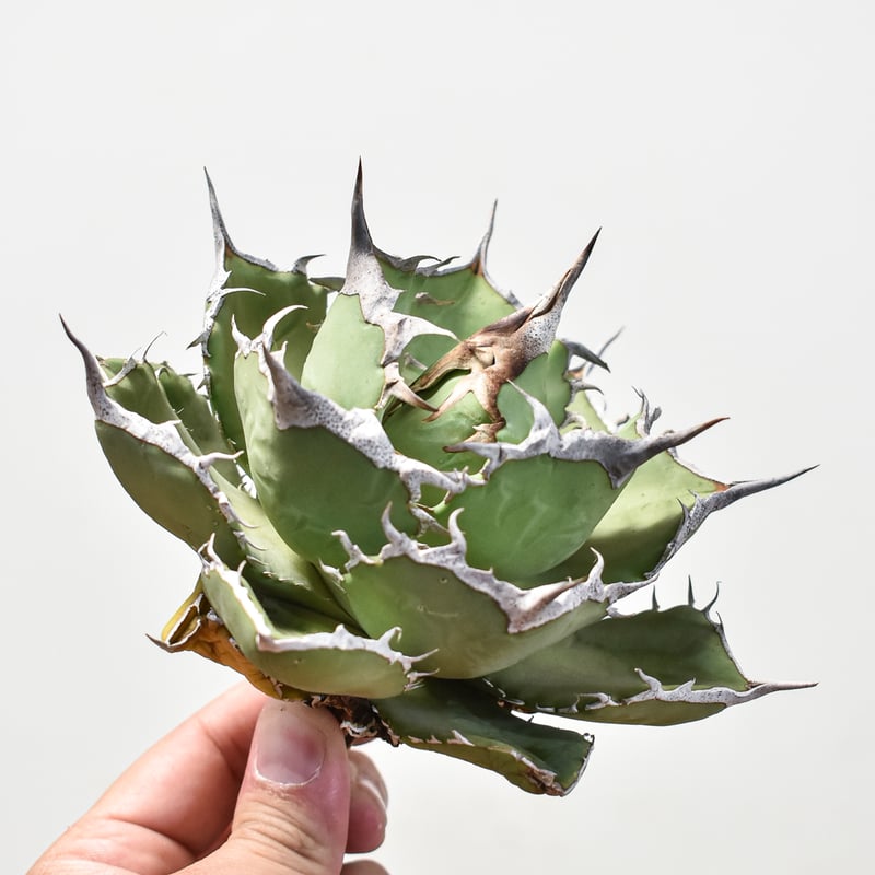 アガベ チタノタ 巨獣 【台湾 dragon agave産/抜き苗/中株】DG2401191