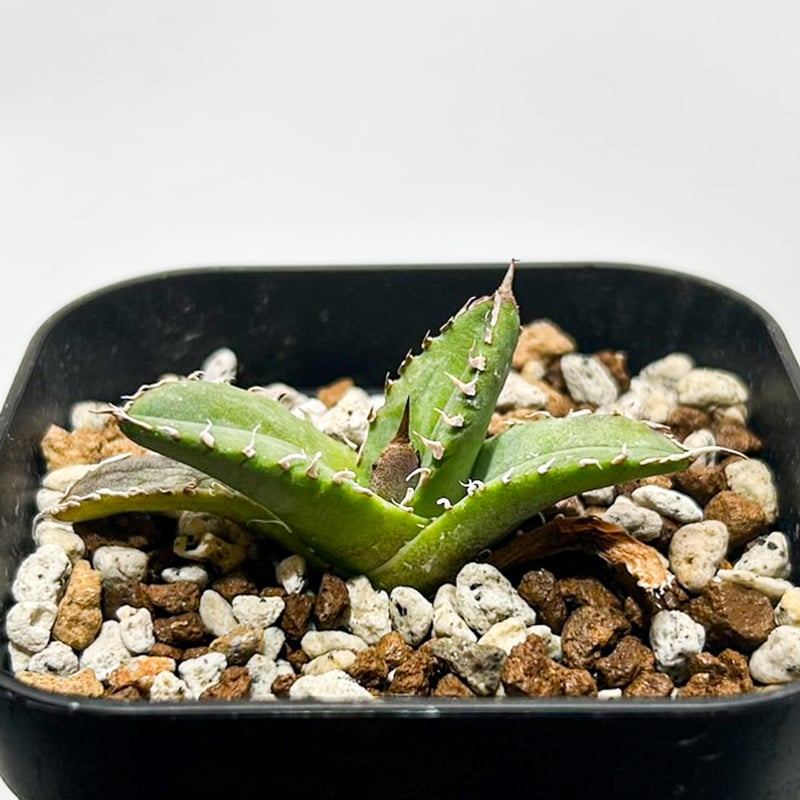 アガベ チタノタ 