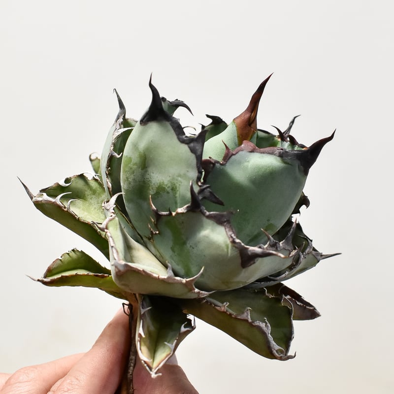 アガベオテロイ　実生　中株　バンド幅　agave titanota ブルー アガベオテロイ 実生 中株 バンド幅 agave titanota ブルー