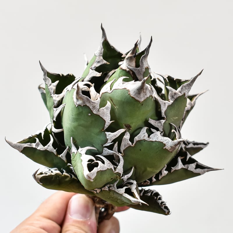 チタノタ アガベ 台湾Lize産 レッドキャットウィーズル 紅猫