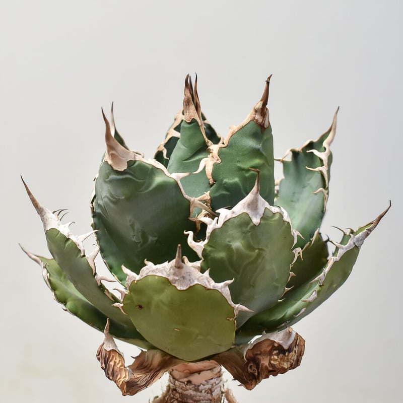 U*R様 アガベ魔丸錦黄覆輪斑入り抜き苗発送 U*R様 アガベ魔丸錦黄覆輪