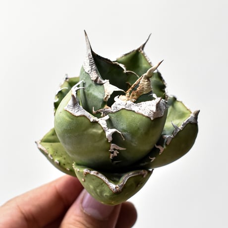 アガベチタノタ南アフリカダイヤモンド | STORES