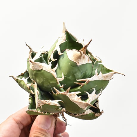 【5CLAW】アガベ チタノタ 精品南アフリカダイヤモンド  "精品SAD" 【台湾 dragon agave産/中株/抜き苗】RFDG25010975