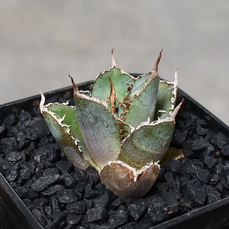 特選子株】アガベ チタノタ 