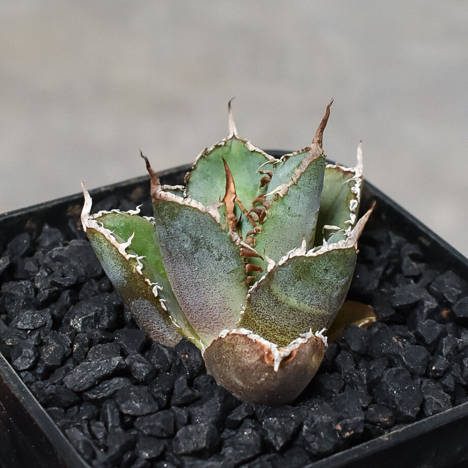 特選子株】アガベ チタノタ 