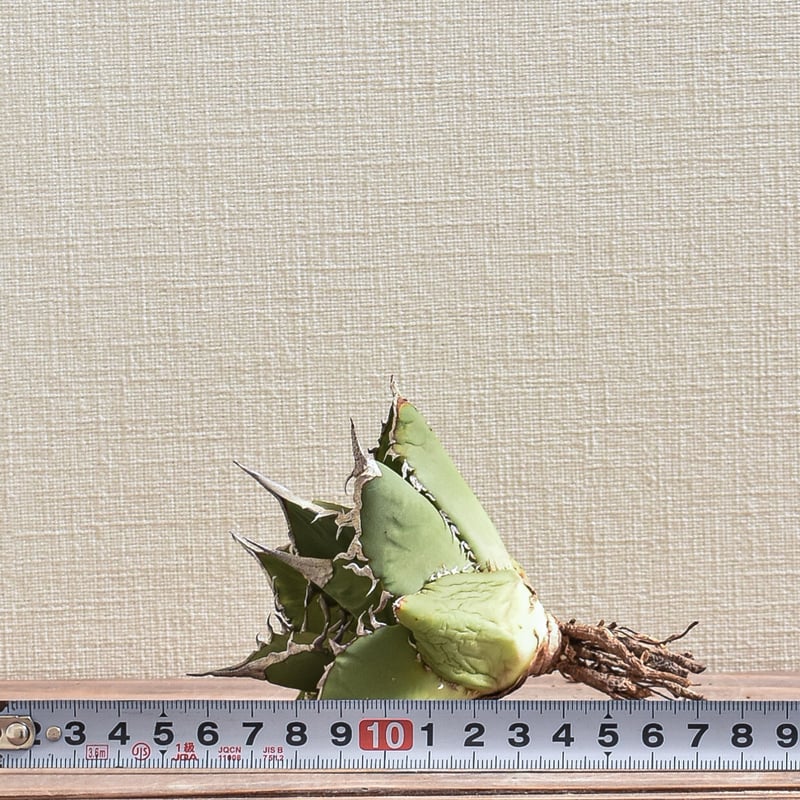 凡庸レア Auction-World