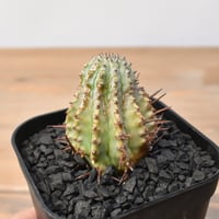 エボリスピナ・コミフォラグイドッティ 現地球 エボリスピナ・コミフォ