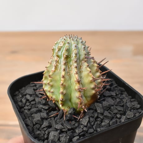 ☆極上品☆ユーフォルビア　オベサ　obesa 輸入株　10cm　ホリダ 巨大極上株 ユーフォルビア オベサ - メルカリ